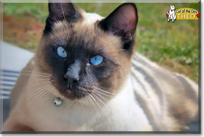 Theo, the Cat of the Day