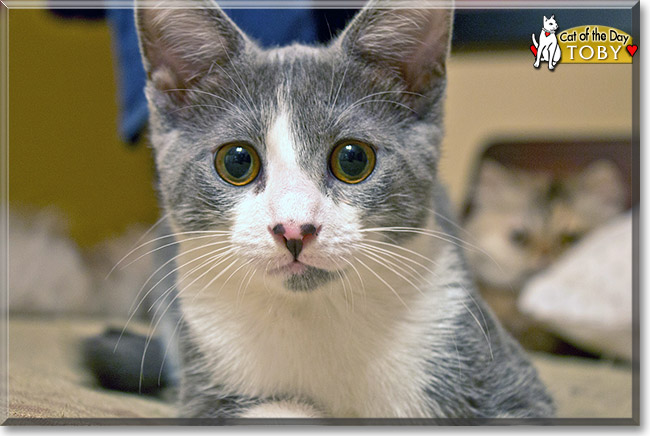 Toby, the Cat of the Day