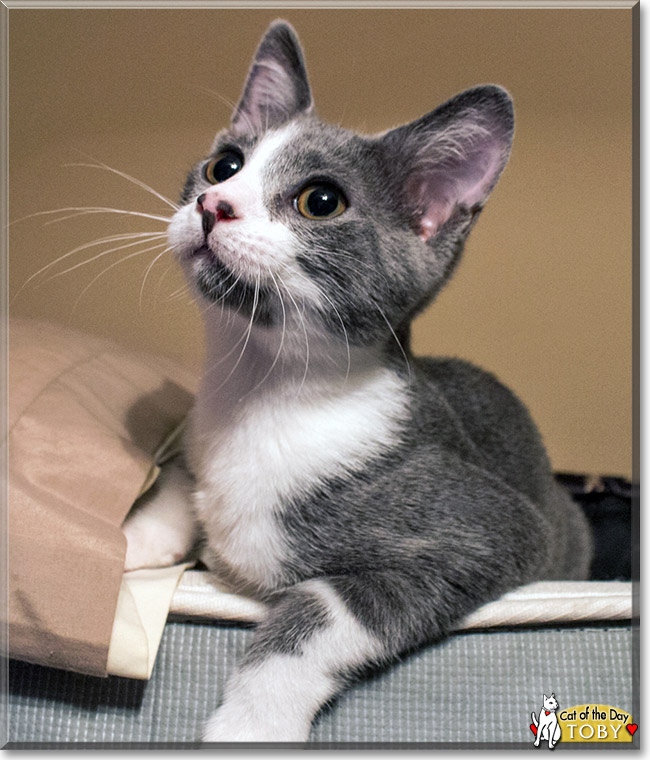 Toby, the Cat of the Day