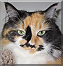 Kandi the Calico Longhair