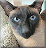 Bonzi the Seal point Siamese