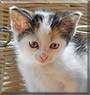 Sterre the Calico European Shorthair