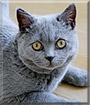 Baloo the British Shorthair