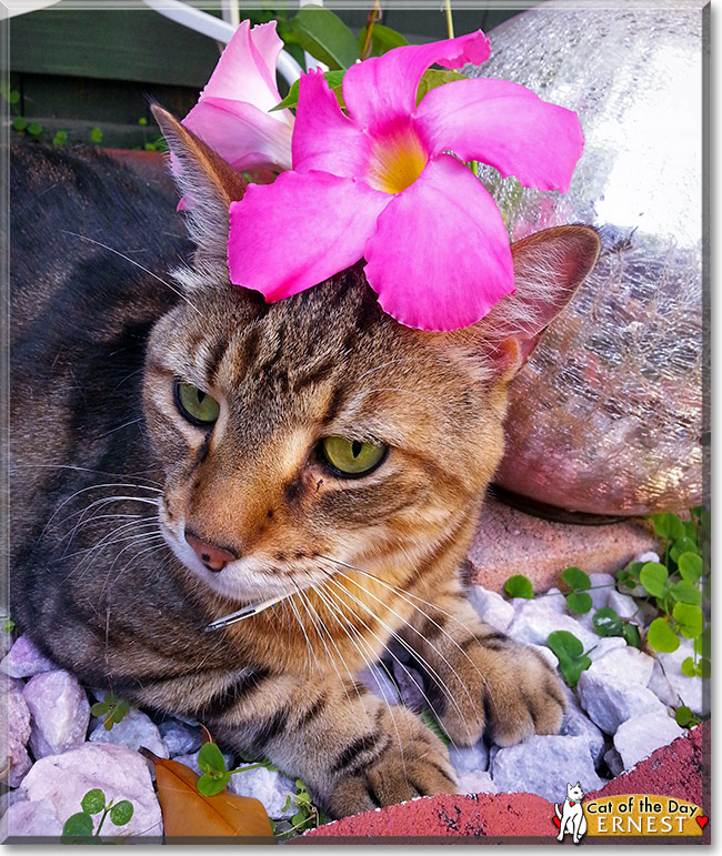 Ernest, the Cat of the Day