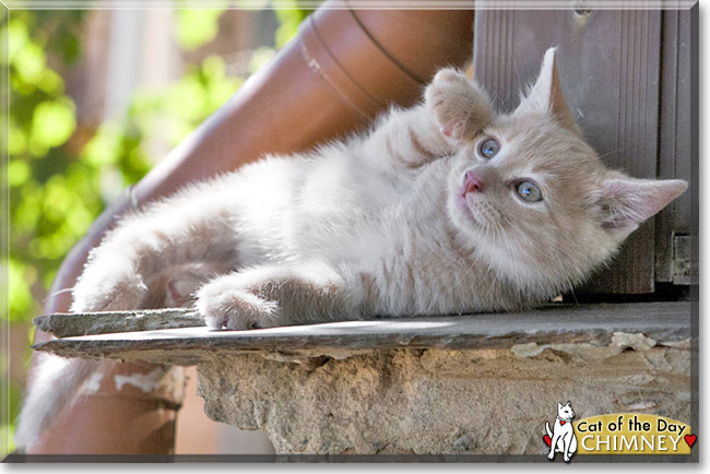 Chimney, the Cat of the Day