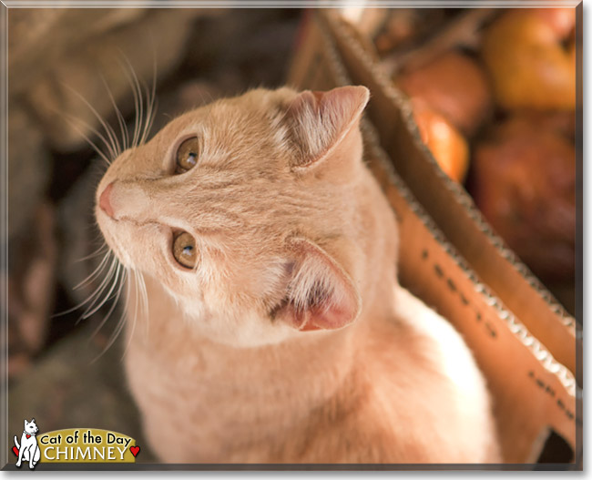 Chimney, the Cat of the Day