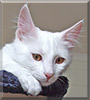 Saga the Turkish Angora