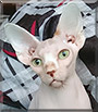 Imhotep the Sphynx