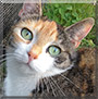 Minou the Calico Cat