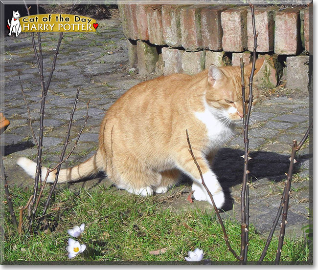 Harry Potter, the Cat of the Day