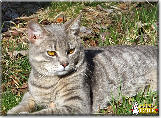 Louie, the Cat of the Day