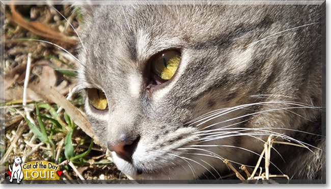 Louie, the Cat of the Day