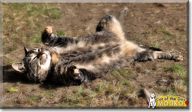 Mouko, the Cat of the Day