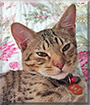 Riley the Ocicat