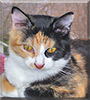 Tohru the Calico cat