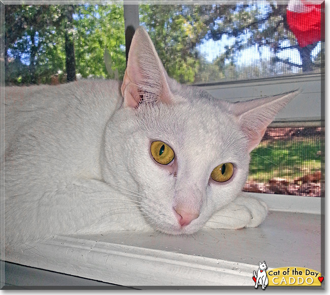 Caddo, the Cat of the Day