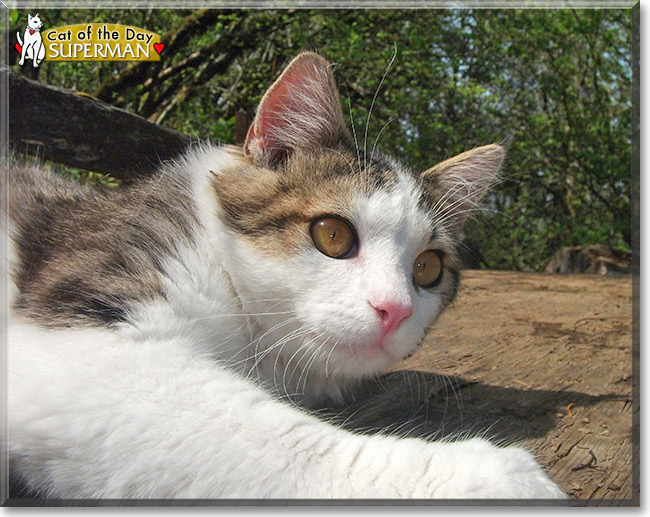 Superman, the Cat of the Day