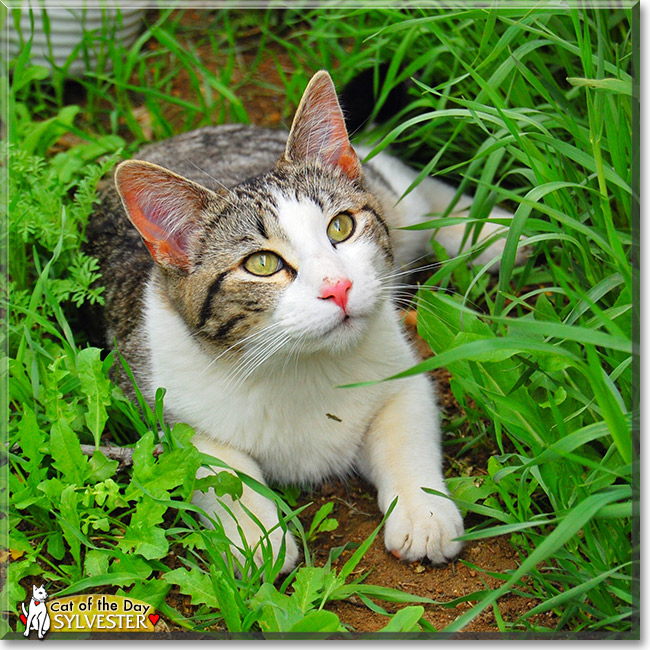 Sylvester, the Cat of the Day