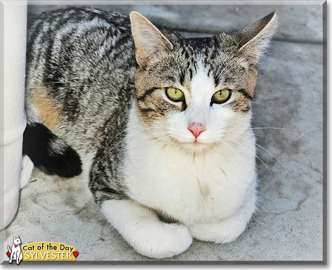 Sylvester, the Cat of the Day