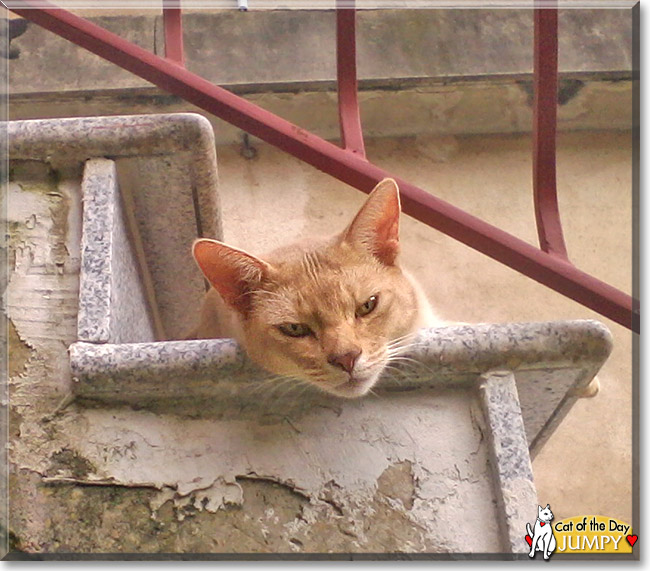 Jumpy, the Cat of the Day