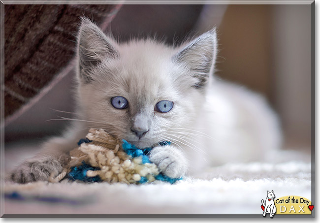 Dax, the Cat of the Day