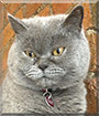 Moon the British Shorthair