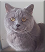 Hardy the British Blue