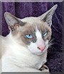 Ceasar the Snowshoe Siamese