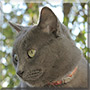 Achille the Chartreux