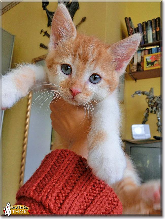 Thor, the Cat of the Day