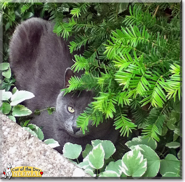 Nermal, the Cat of the Day