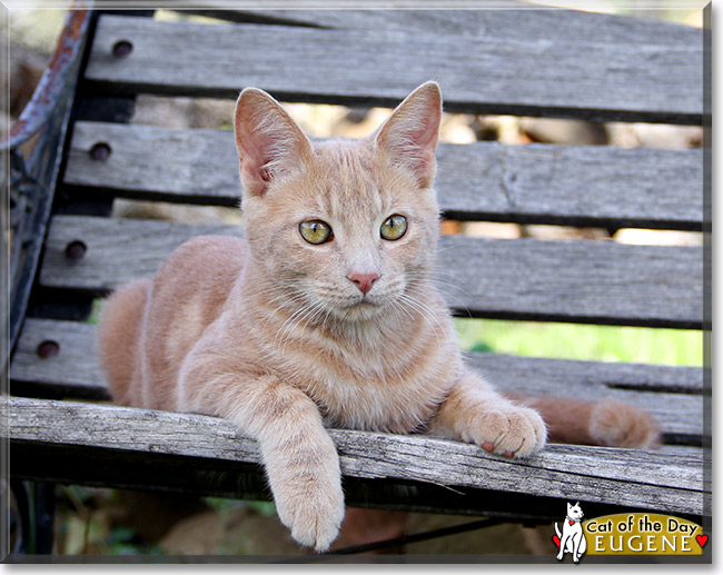 Eugene, the Cat of the Day