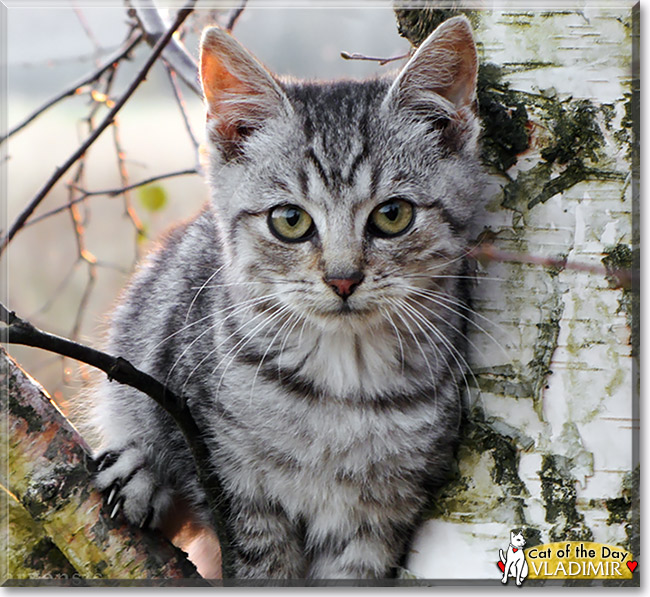 Vladimir, the Cat of the Day