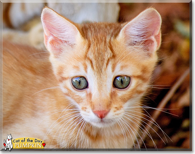 Pumpkin, the Cat of the Day