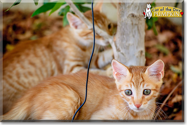 Pumpkin, the Cat of the Day