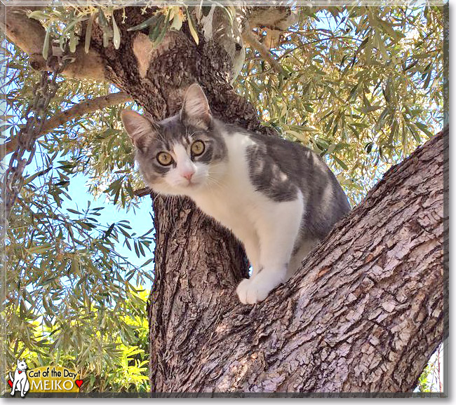 Meiko, the Cat of the Day