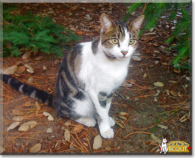 Scout, the Cat of the Day