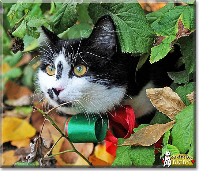 Bigby, the Cat of the Day