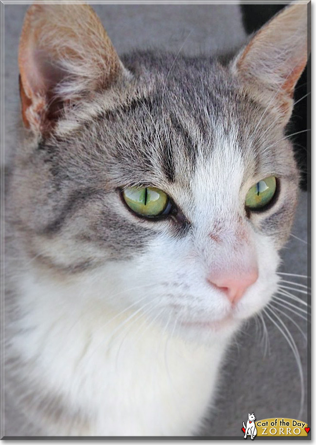 Zorro, the Cat of the Day