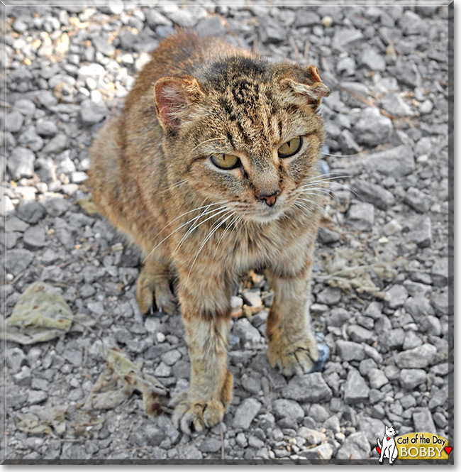 Bobby, the Cat of the Day