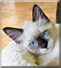 Moonbeam the Siamese mix