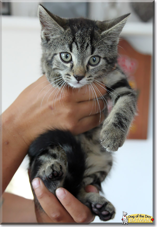 Batman, the Cat of the Day