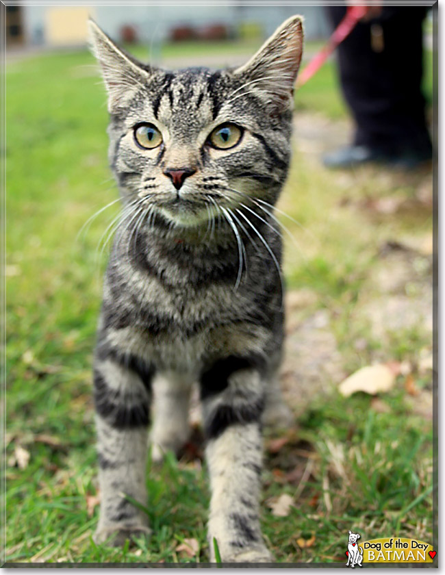 Batman, the Cat of the Day