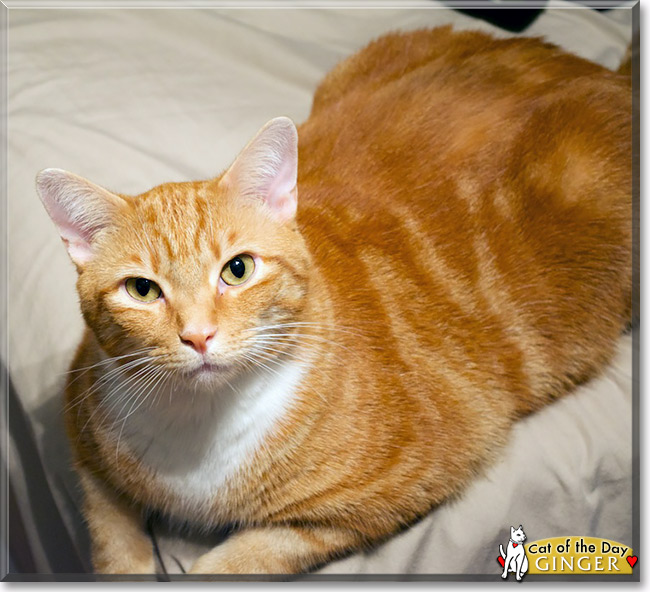 Orange american shorthair store cat