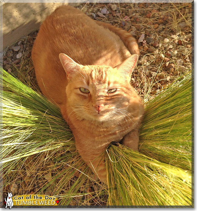 Tumbleweed, the Cat of the Day