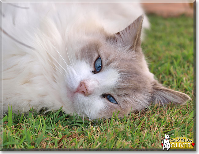 Oliver, the Cat of the Day