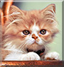 Louie the Persian cat