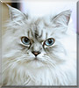 Layla the Persian Cat