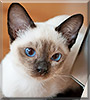 Holly the Tonkinese