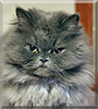 Billu Bhai the Persian Cat